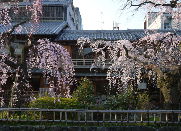 白川の桜