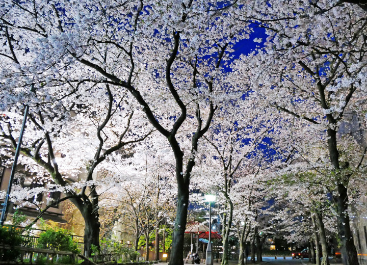 白川の桜