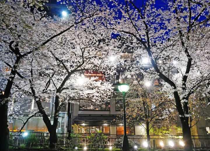 白川の桜